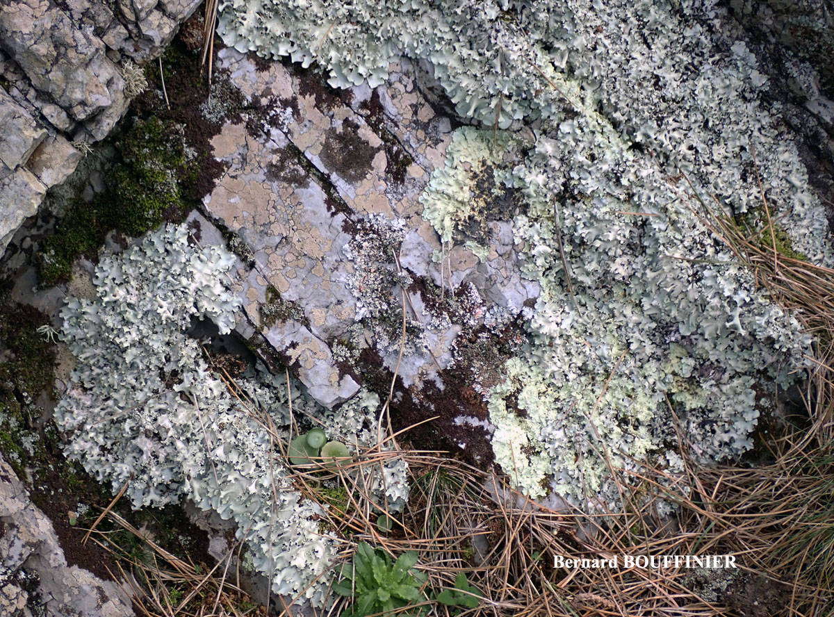 Parmotrema robustum (Degel.) Hale forme saxicole.